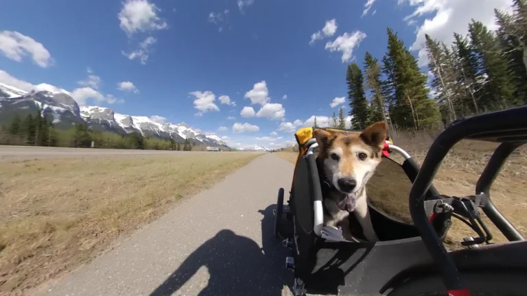 BIKE TRAILERS FOR DOGS