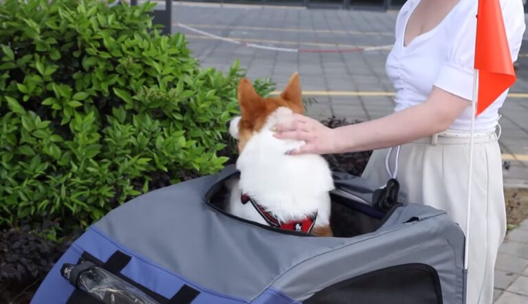 Folding Bike Trailer For Dogs